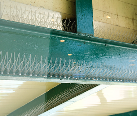 Bird control solutions